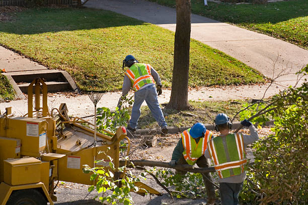 Best Tree Risk Assessment  in Corning, CA